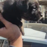 روتوایلر درجه یک..