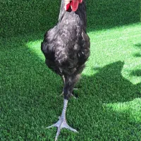 مرغ و خروس نیمچه نژاد اصل استرالوپ|حیوانات مزرعه|کرمانشاه, |دیوار