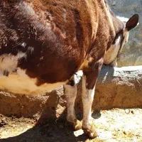 گاو سیمینتال