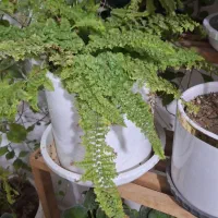 گلهای زیبا|گل و گیاه طبیعی|سلماس, |دیوار