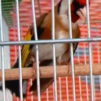 سیره کت بازکن