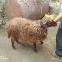 گوسفند|حیوانات مزرعه|دهگلان, |دیوار