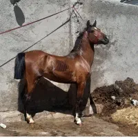 کره نریان شجره دار|اسب و تجهیزات اسبسواری|فارسان, |دیوار