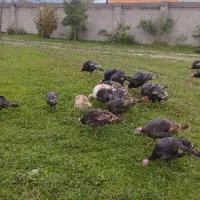 فروش بوقلمون محلی