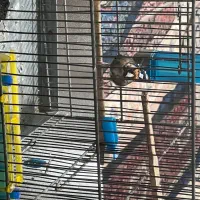 سهره سیاهسر زاغ