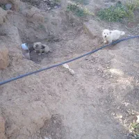 سگها|سگ|خواف, |دیوار