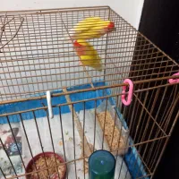 طوطی برزیلی