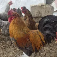 فروش خروس