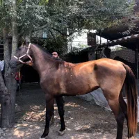 اسب صمند