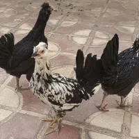 مرغ گلین سیاه خال سوزنی پنگوینی کیفیت بالا