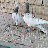 یهودی سار
