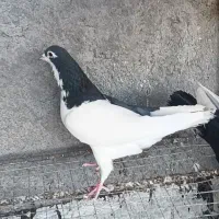 نر چپ