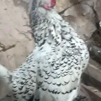 مرغ