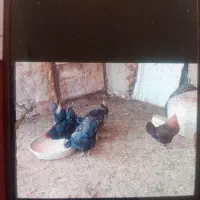 مرغ وخروس،بوقلمون