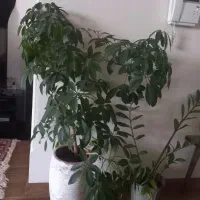 آگلونما شفلرا وزاموفیلیا|گل و گیاه طبیعی|کرمانشاه, |دیوار