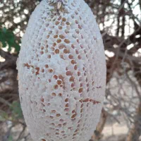 عسل رکو اصل|خوردنی و آشامیدنی|جیرفت, |دیوار