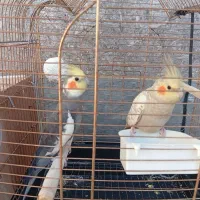 یک جفت عروس هلندی