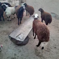 باسلام فروش بره، نروماده|حیوانات مزرعه|نیشابور, دهنو|دیوار