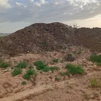 با گوسفندی وگاوی ومرغی|خدمات باغبانی و درختکاری|قوچان, |دیوار