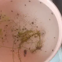 بچه حلزون سیب