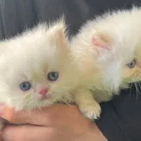 پرشین اگزوتیک ردپوینت