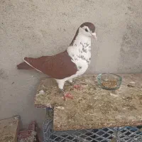 کفتر پلاس