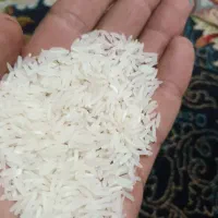 برنج فجر سوزنی به شرط