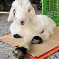 بزوبزغاله|حیوانات مزرعه|شوشتر, |دیوار