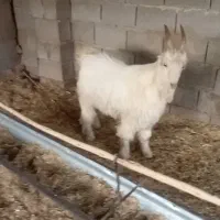 کهره نر شاخ جفت مخصوص داشت