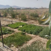 باغ فروشی نقدو اقساط