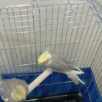 2عدد عروس هلندی نر|پرنده|پاکدشت, پاکدشت (مامازند)|دیوار