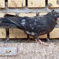 کفتر|پرنده|رامهرمز, |دیوار