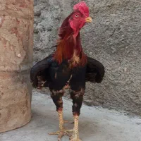 جوجه لاری