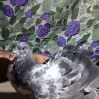 کبوتر جوجه عالی|پرنده|قرچک, پارک جنگلی|دیوار