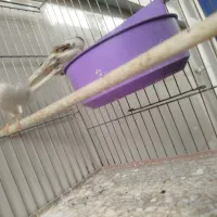 قناری نرو ماده|پرنده|خمینی‌شهر, |دیوار