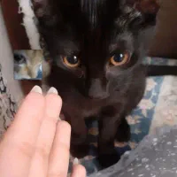 گربه گمشده به نام لونا