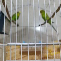 مرغ عشق با قفس و وسایل|پرنده|سراوان, |دیوار