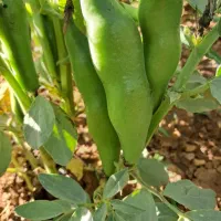 باقالی باقالا باقلا سبز منجمد درجه یک عمده|خوردنی و آشامیدنی|تهران, امام حسین|دیوار
