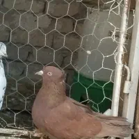 کفتر سرخ کاکلی زینتی سالم سر حال