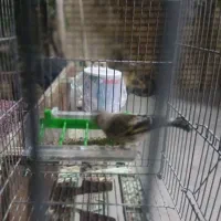 دوعدد  پرنده