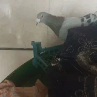 کفتر|پرنده|تاکستان, |دیوار