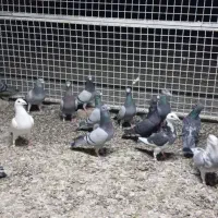 کفتر پلاکی کبوتر المانی