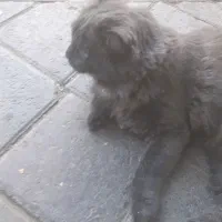 گربه خاص|گربه|خوی, |دیوار