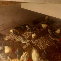 جوجه  بلدرچین|حیوانات مزرعه|تربت‌حیدریه, بالا ولایت|دیوار