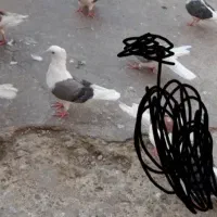 کبوتر فروشی و معاوضه با طوقی|پرنده|دره شهر, |دیوار