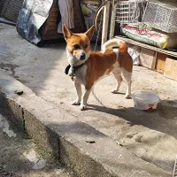 سگ پاکوتاه|سگ|نوشهر, |دیوار