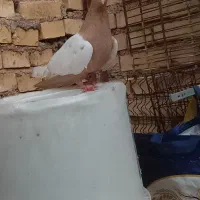 خرمشهر|پرنده|خرمشهر, |دیوار