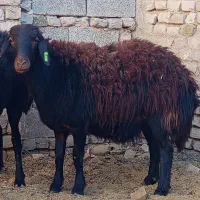 کاور بره  کیلویی(شیشک میش گوسفند قوچ )