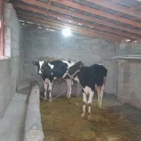 دوعددگوساله نرهولشتاین اصیل ۹ماهه