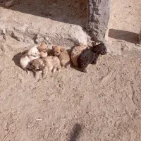 توله سگ پا کوتاه|سگ|مود, |دیوار